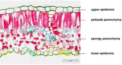 Grapevine leaf physiology and morphological characteristics to elevated CO2 in the VineyardFACE (Free air Carbon dioxide Enrichment) experiment